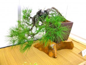 IMGP4424