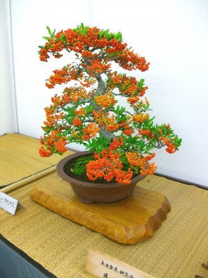 IMGP4458